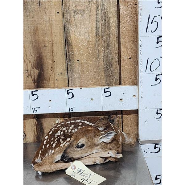 Whitetail Fawn Full Body Taxidermy Mount