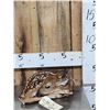 Image 1 : Whitetail Fawn Full Body Taxidermy Mount