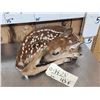 Image 2 : Whitetail Fawn Full Body Taxidermy Mount