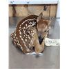 Image 4 : Whitetail Fawn Full Body Taxidermy Mount