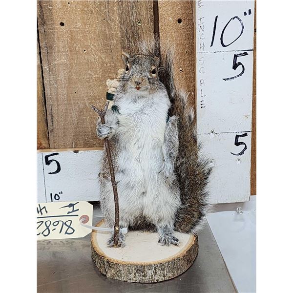 Backpacking Squirrel Full Body Taxidermy Mount