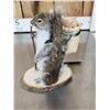 Image 4 : Backpacking Squirrel Full Body Taxidermy Mount
