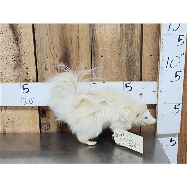 Albino Skunk Full Body Taxidermy Mount