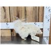 Image 1 : Albino Skunk Full Body Taxidermy Mount