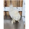 Image 2 : Albino Skunk Full Body Taxidermy Mount