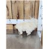 Image 3 : Albino Skunk Full Body Taxidermy Mount