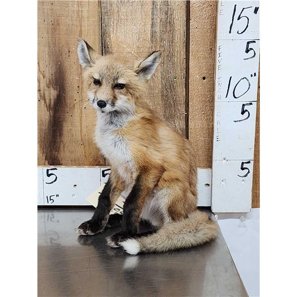 Baby Red Fox Full Body Taxidermy Mount