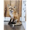 Image 1 : Baby Red Fox Full Body Taxidermy Mount