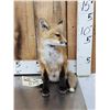 Image 2 : Baby Red Fox Full Body Taxidermy Mount