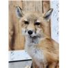 Image 3 : Baby Red Fox Full Body Taxidermy Mount