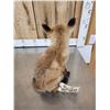 Image 4 : Baby Red Fox Full Body Taxidermy Mount