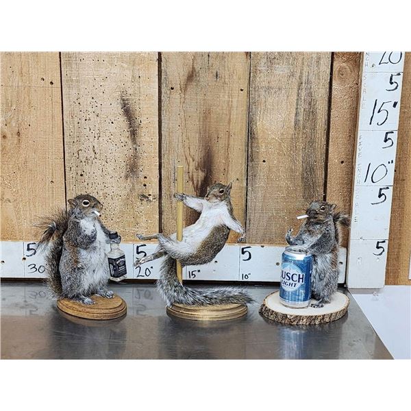 3 Cute Naughty Critters Taxidermy Lot