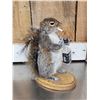 Image 9 : 3 Cute Naughty Critters Taxidermy Lot