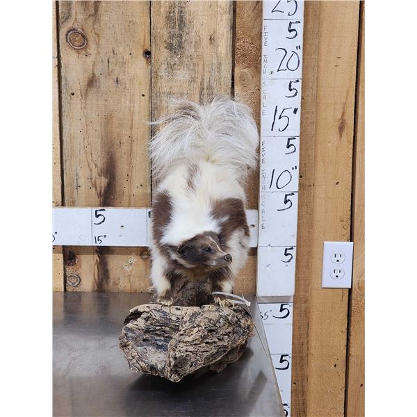 Chocolate Color Phase Skunk Full Body Taxidermy Mount