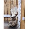 Image 1 : Chocolate Color Phase Skunk Full Body Taxidermy Mount