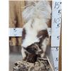 Image 2 : Chocolate Color Phase Skunk Full Body Taxidermy Mount