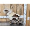 Image 3 : Chocolate Color Phase Skunk Full Body Taxidermy Mount