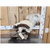 Image 4 : Chocolate Color Phase Skunk Full Body Taxidermy Mount