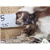 Image 5 : Chocolate Color Phase Skunk Full Body Taxidermy Mount