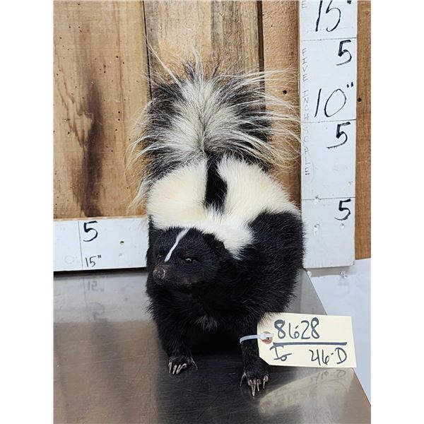 Skunk Full Body Taxidermy Mount