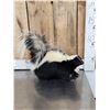 Image 2 : Skunk Full Body Taxidermy Mount