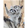 Image 10 : 3 Raccoons On A Bobsled Taxidermy