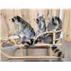 Image 13 : 3 Raccoons On A Bobsled Taxidermy