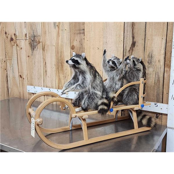 3 Raccoons On A Bobsled Taxidermy