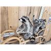 Image 4 : 3 Raccoons On A Bobsled Taxidermy