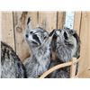 Image 5 : 3 Raccoons On A Bobsled Taxidermy