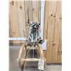 Image 6 : 3 Raccoons On A Bobsled Taxidermy