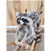 Image 9 : 3 Raccoons On A Bobsled Taxidermy