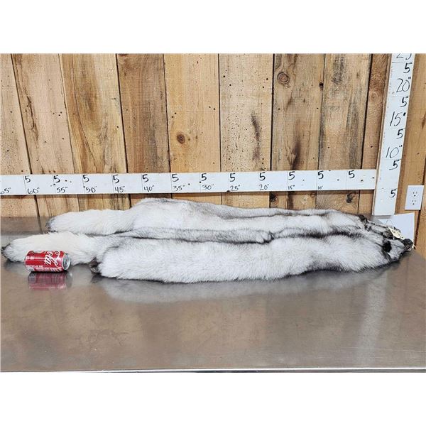 2 Blue Ranch Fox Soft Tanned Furs Taxidermy