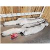 Image 4 : 2 Blue Ranch Fox Soft Tanned Furs Taxidermy