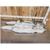 Image 5 : 2 Blue Ranch Fox Soft Tanned Furs Taxidermy