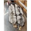 Image 6 : 2 Blue Ranch Fox Soft Tanned Furs Taxidermy