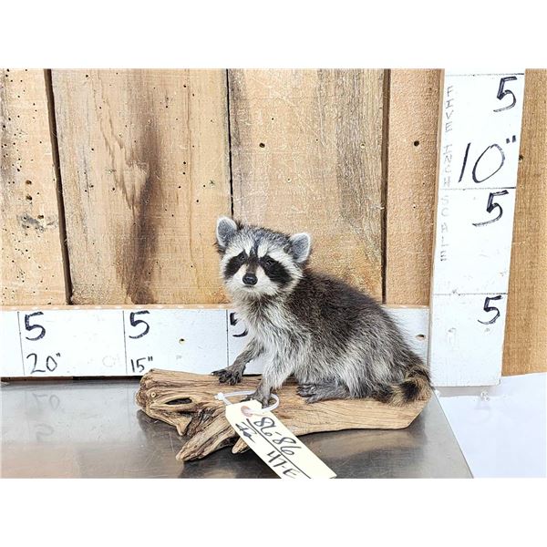 Baby Raccoon Full Body Taxidermy Mount