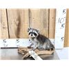 Image 1 : Baby Raccoon Full Body Taxidermy Mount