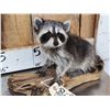 Image 2 : Baby Raccoon Full Body Taxidermy Mount