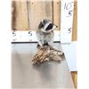 Image 3 : Baby Raccoon Full Body Taxidermy Mount