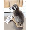 Image 4 : Baby Raccoon Full Body Taxidermy Mount