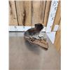 Image 5 : Baby Raccoon Full Body Taxidermy Mount