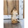 Image 1 : Naughty Squirrel Full Body Taxidermy Mount