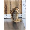 Image 2 : Naughty Squirrel Full Body Taxidermy Mount