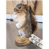 Image 3 : Naughty Squirrel Full Body Taxidermy Mount