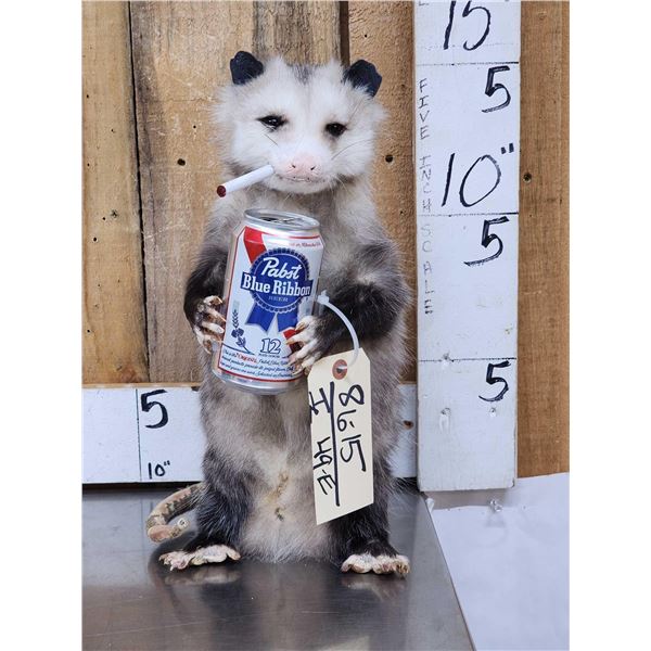 Naughty Opossum Full Body Taxidermy Mount