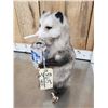 Image 3 : Naughty Opossum Full Body Taxidermy Mount