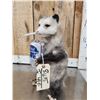 Image 4 : Naughty Opossum Full Body Taxidermy Mount