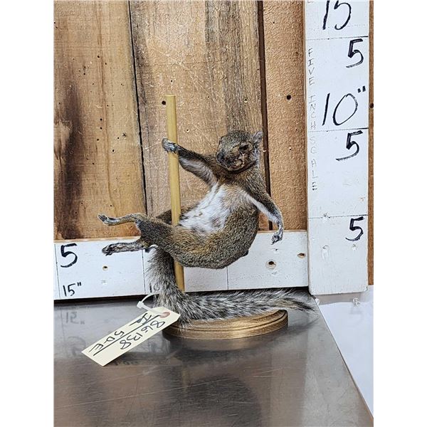 Squirrel On A Stripper Pole Taxidermy
