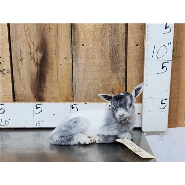 Baby Goat Full Body Taxidermy Mount